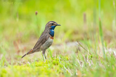 Luscinia svecica - Bluethroat - Blauwborst PSLR-7595.jpg