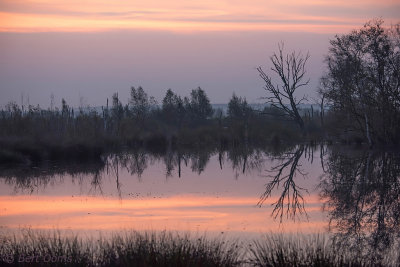 Bargerveen zonsopgang PSLR-0747.jpg