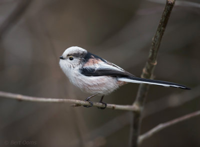 Aegithalos caudatus - Long-tailed Tit - Staartmees