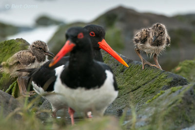 Scholekster - Oystercatcher Ameland PSLR-7107.jpg