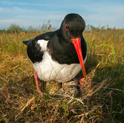 Scholekster - Oystercatcher Ameland PSLR-7151.jpg