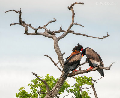 Terathopius ecaudatus - Bateleur