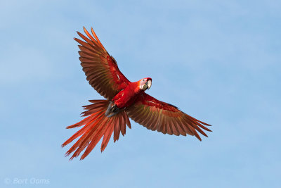 Ara macao - Scarlet Macaw - Geelvleugelara