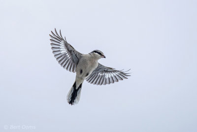 Lanius excubitor – Great Grey Shrike - Klapekster