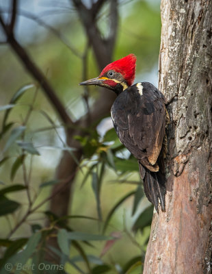 Dryocopus lineatus -Lineated Woodpecker - Gestreepte Helmspecht