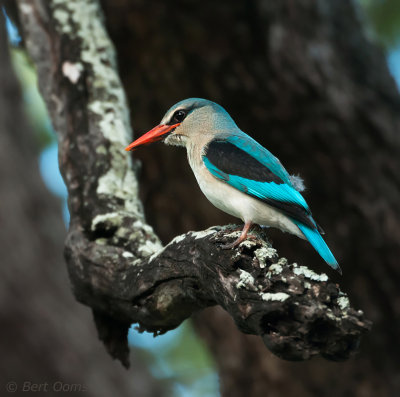 Woodland Kingfisher PSLR-1801.jpg