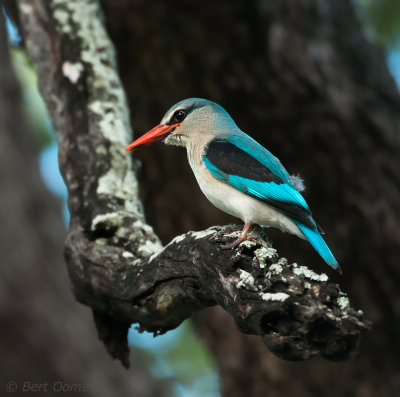 Halcyon senegalensis - woodland kingfisher - Senegal-ijsvogel