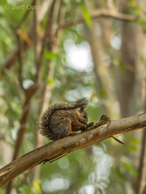 Variegated squirrel PSLR-2993(2).jpg