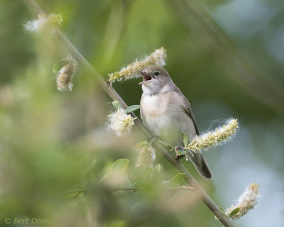 Sylvia borin - Garden Warbler - Tuinfluiter