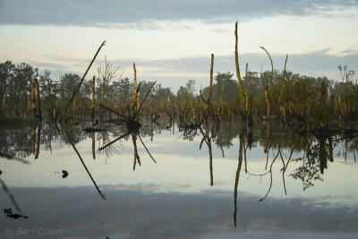 Bargerveen landschap PSLR-8478.jpg