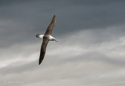Shy or white-capped Albatross PSLR-4749 NiS.jpg