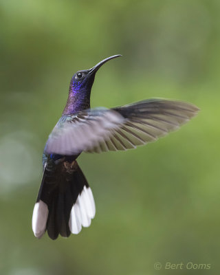 Violet Sabrewing male PSLR-3847.jpg
