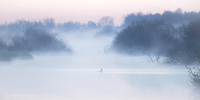 Great-crested Grebe PSLR-5349