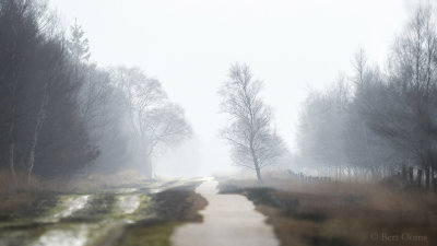 Fog in Bargerveen PSLR-9999.jpg