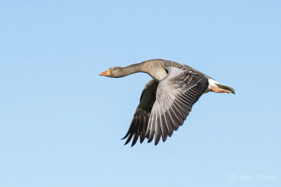 Greylag Goose PSLR-0435 NiS.jpg