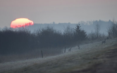 Roe deer at sunrise PSLR-1972