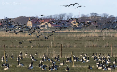 Brandgans - Barnacle goose Ameland PSLR-5642 NiS.jpg