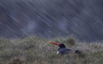 Haematopus ostralegus - Oystercatcher - Scholekster 