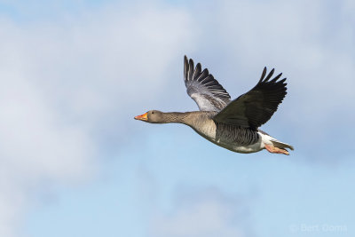 Greylag Goose PSLR-0434 NiS.jpg