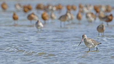 Rosse grutto - Bar-tailed godwit Ameland KPSLR-5557