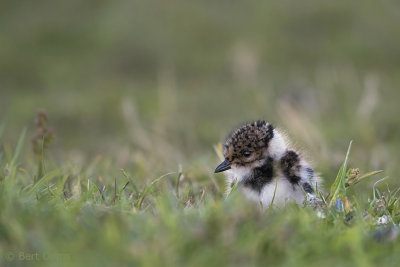 Northern lapwing - Kievit  PSLR-4278