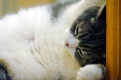 Eat Then Sleep ; That's My Life