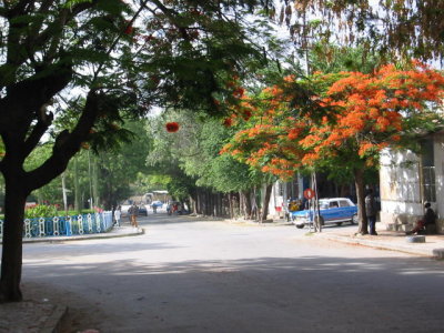 A typical tree-lined Dire Dawa street
