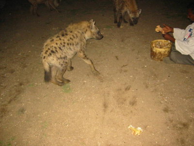 Hand feeding hyenas