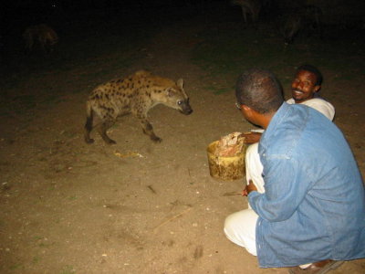 Hand feeding hyenas at night