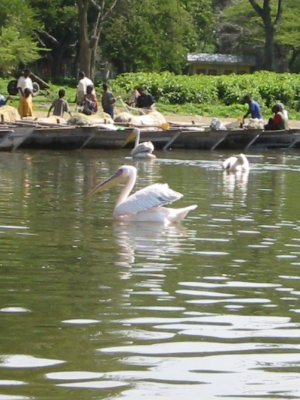pelicans