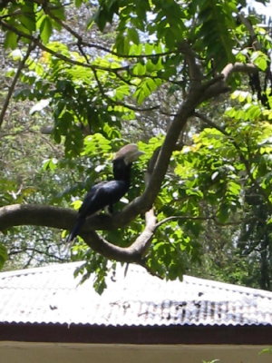 These prehistoric looking birds are abundant in Awassa