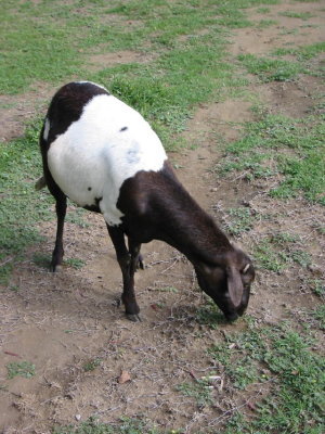 This sheep was scrumptious!