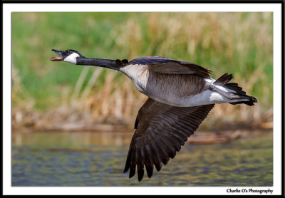 Flying Ducks, Geese & Shorebirds