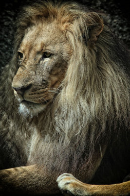 King of lion