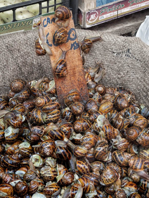 Who loves to eat the snails?