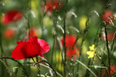 Poppies