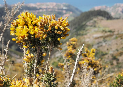Yellow beauty in MADEIRA