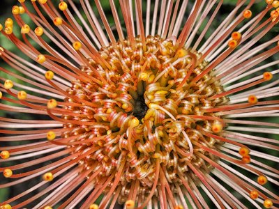  Pincushion Protea(Leucospermum)