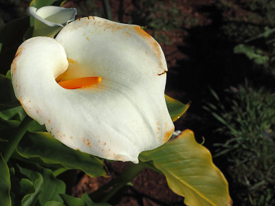 Calla Lily(Zantedeschia aethiopica)