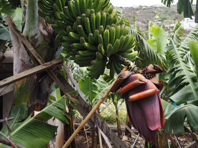 banana plantation
