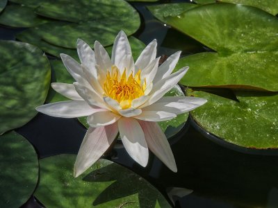 Beauty of the water lily