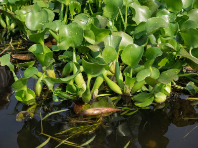 Floating plants on Inle Lake