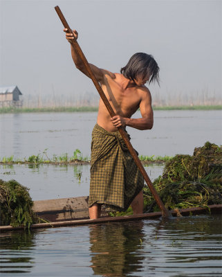 Harvesting weeds in the lake