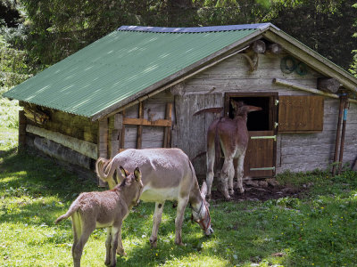 family mule and their house