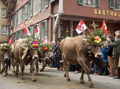 Cows coming back from the alps. Dsalpe