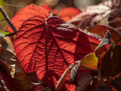 Autumn leaf