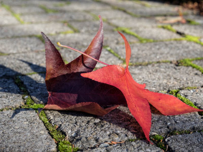 dance of leaves ...