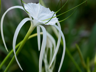 White in green - the spider lily