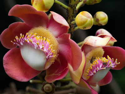 Cannonball flower