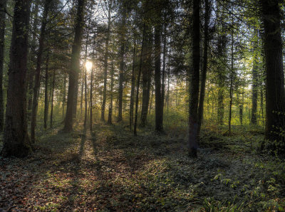 Sunrise in the spring forest